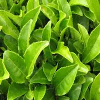 GABA ingredient in NeuroQuiet for nerve calming and tinnitus relief